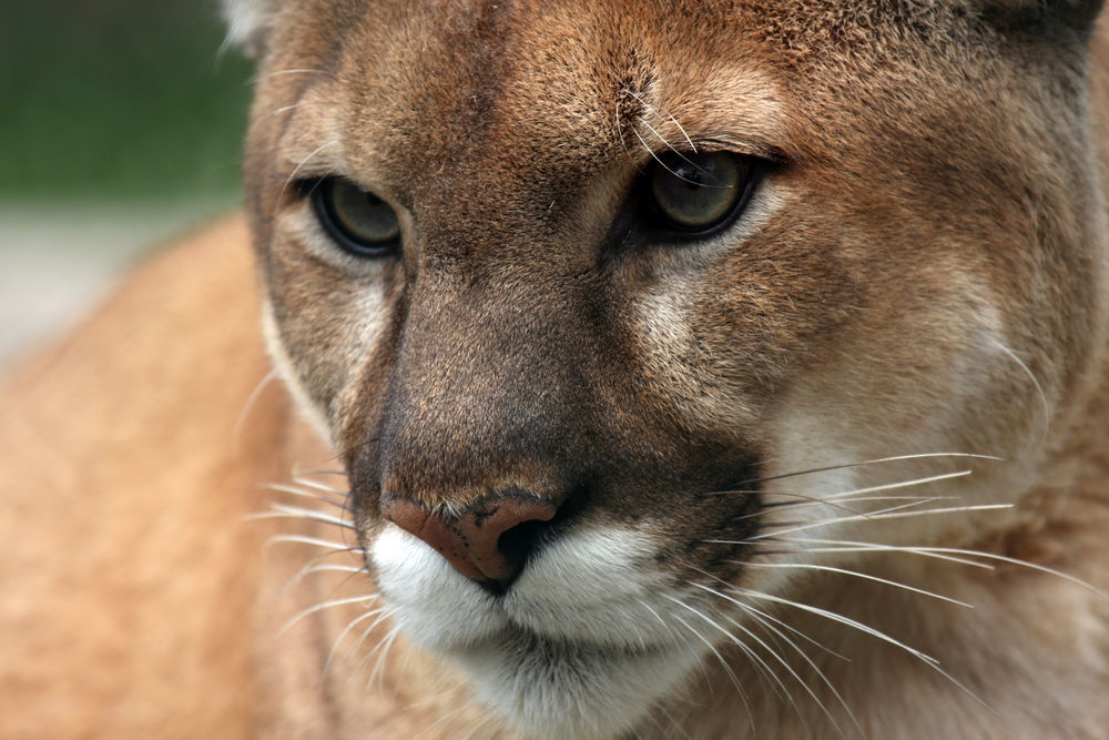SAVE LOS ANGELES COUGARS