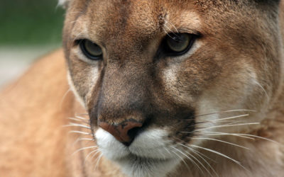 SAVE LOS ANGELES COUGARS